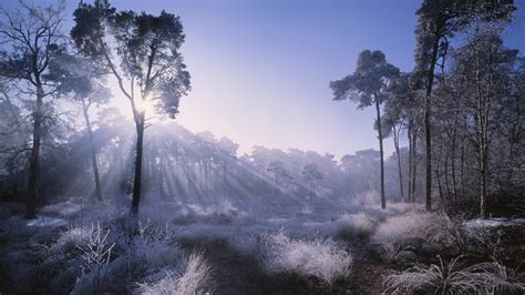 Sunlight penetrating forest covered in hoarfrost, Oisterwijk, North Brabant, Netherlands ...