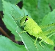 Image result for Cute Green Animals