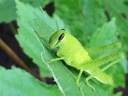 Image result for Cute Green Animals