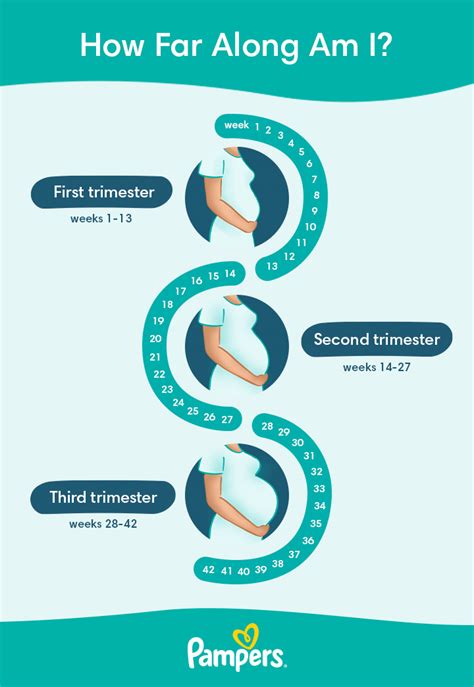 Early Pregnancy Symptoms Timeline