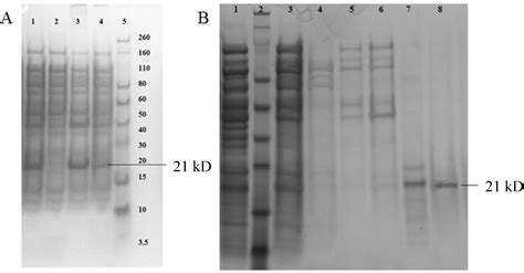 Production and Evaluation of Virus-Like Particles Displaying ...