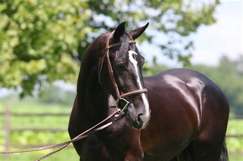 Breed | Warmblood Sales