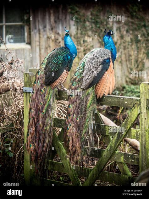 two Indian peacocks sitting on a gate Stock Photo - Alamy