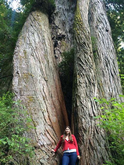 Ten Must See Redwood Trees