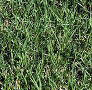 Image result for Bermuda Grass Hay