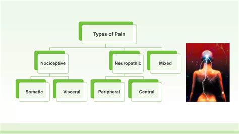 Neuropathic pain vs nociceptive pain | PPTX