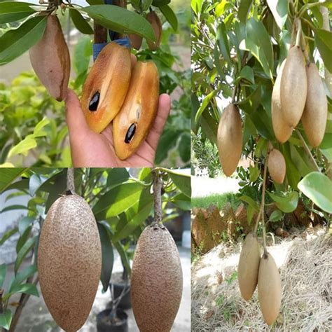 Buy Thai Banana Long Sapota Grafted Live Plant | Golden Hills Farm (1.5 ...