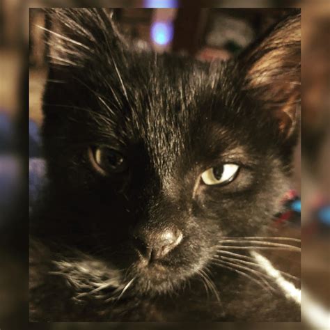 FAIRMONT VETERINARY HOSPITAL - Fairmont WV - Hours, Directions, Reviews ...