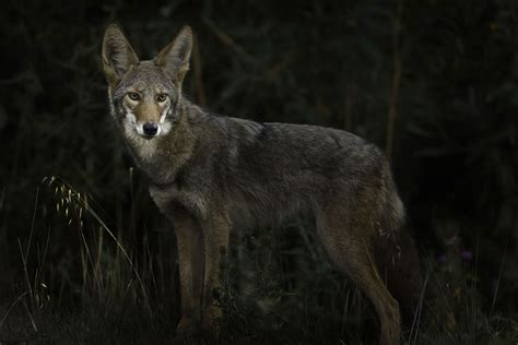 Coyote Reverberations | Music of Nature