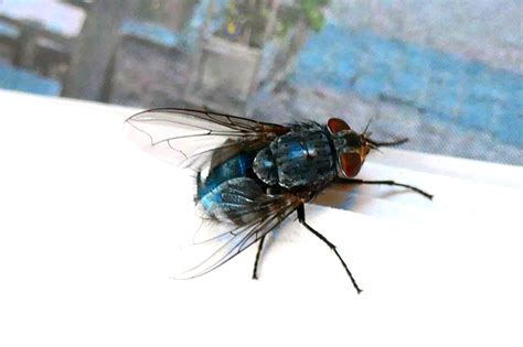 ¿En qué cuadro aparece San José con una mosca en la cabeza?