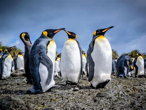 Emperor Penguin Population Statistics