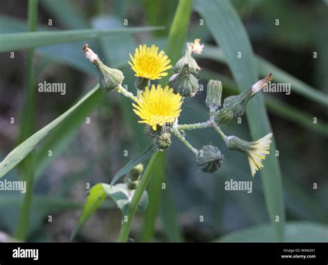 close up of Sonchus asper, also commonly known as the prickly sow-thistle, rough milk thistle ...