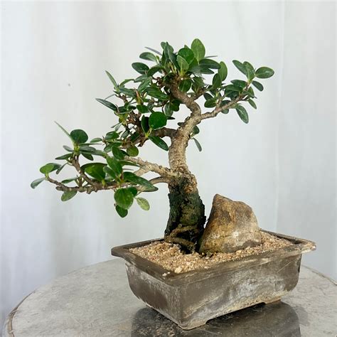 Green Paradise Ficus Compacta Bonsai Tree 008 ( get the same tree show ...