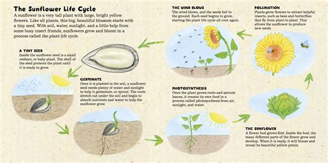 Sunflower life cycle, Planting sunflowers, Plant images