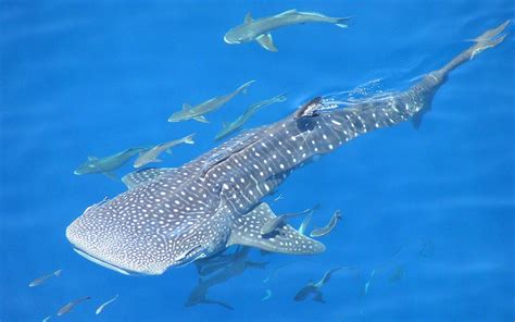 Whale Shark Wallpaper