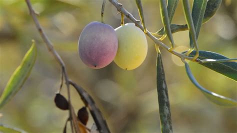 Natural olives fruit in a olive tree 45709084 Stock Video at Vecteezy