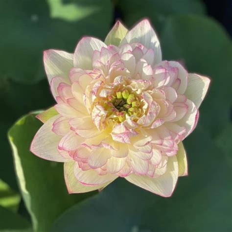 Lotus – Indian Gardens