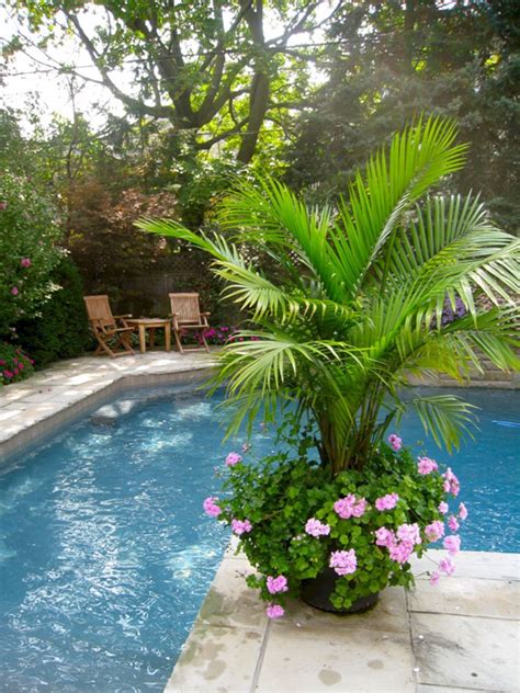 Best Palm Trees Near Pool at George Ashcraft blog