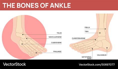 Foot bones scheme human ankle anatomy body part Vector Image