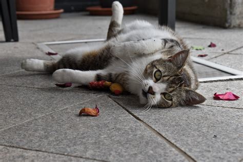 How do I know if my cat has started puberty? - Vet Help Direct