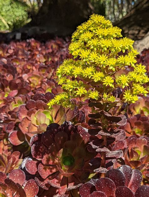 Types Of Succulents With Flowers