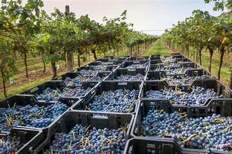 Fine Wine SEO | Seattle Marketing Partnering with SEO Company Vector Art
