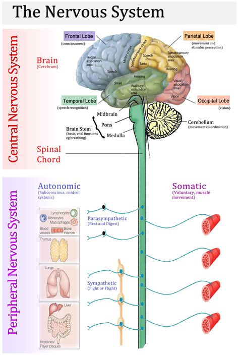 CNS-vs-PNS | Nervous system anatomy, Human anatomy and physiology ...