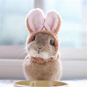 Image result for Cute Little Baby Bunny