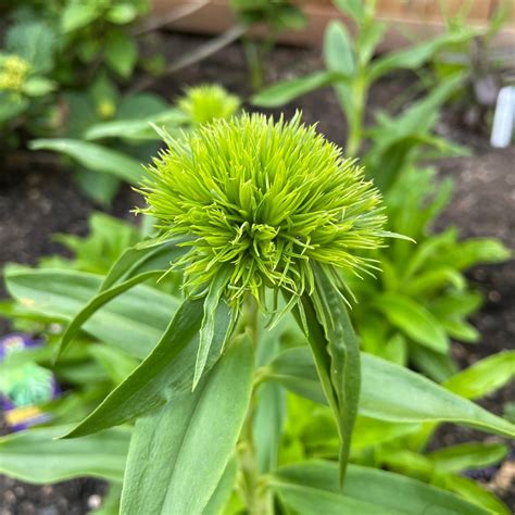 Dianthus barbatus 'Green Wicky' - Sweet William (4.5" Pot) | Little ...