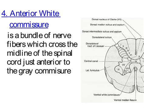 Ascending & Descending Tracts Of The Spinal Cord | PPT