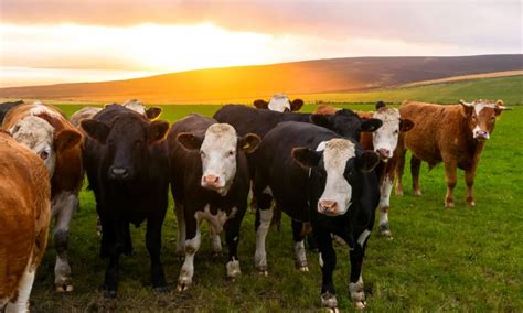 Do Male Cows Have Udders? 6 Interesting Facts About Cows - A-Z Animals