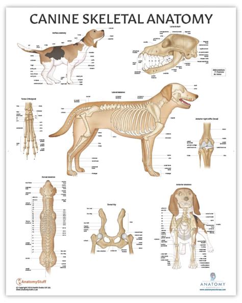 Buy Anatomy Lab Canine Skeletal Anatomy , LAMINATED, Veterinary Anatomy ...