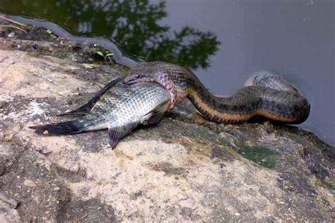 梦见蛇吃鱼是什么意思 梦到鱼蛇水有什么预兆 - 致富热