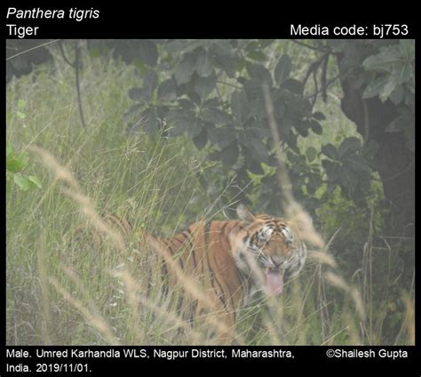 Panthera tigris Linnaeus, 1758 - Tiger | Mammals