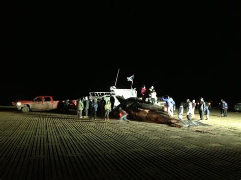 Lamaholot Indigenous People: Eastern Indonesia’s Traditional Whaling & Marine Culture
