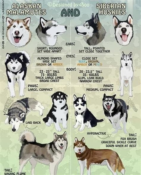 Malamute Vs Husky Vs Wolf