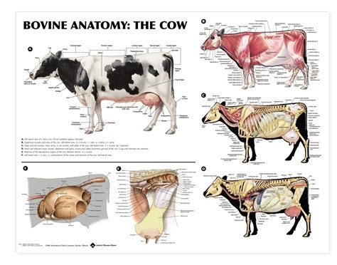 Cow Anatomy Bones Digestive System Cow | Humananatomybody | Large ...