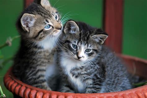 Image result for Basic Operators in Python Table of Contents