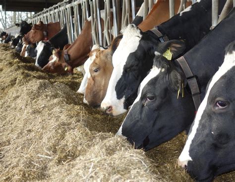 Azidose bei Kühen vorbeugen | agrarheute.com