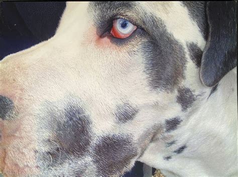 The Joyce Evans OAM Collection of Photography - Theodore Bruce