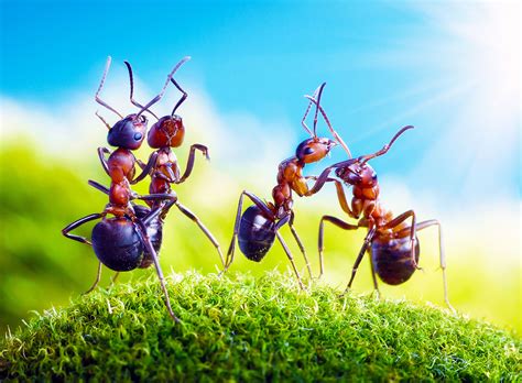 Nature's Secret Language: The Fascinating World of Pheromones - Kidz Herald