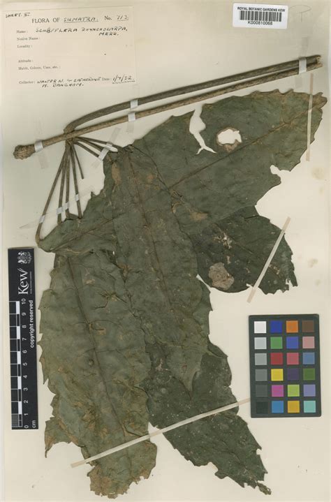 Heptapleurum rhynchocarpum (Merr.) G.M.Plunkett & Lowry | Plants of the ...