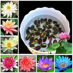 Halpern Lotus Seeds for Planting -100% Germination Mix Flower Seeds ...