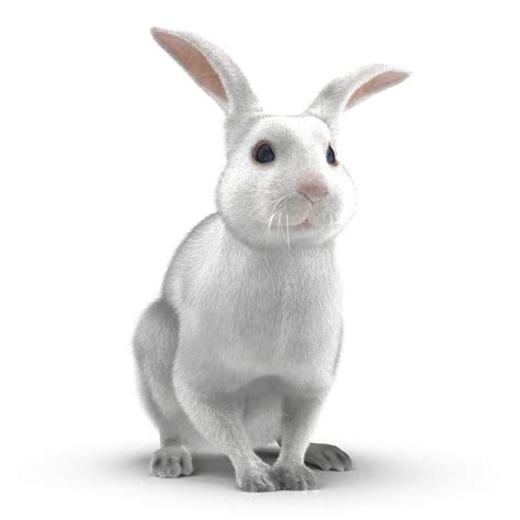 White Rabbit Pose 3 3D model | 3D Molier International