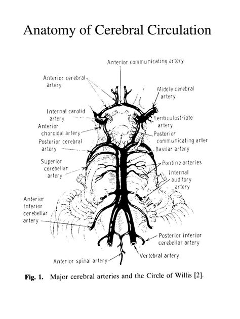 PPT - Cerebral Blood Flow PowerPoint Presentation, free download - ID:3701175
