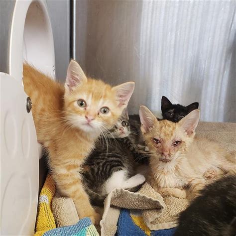 Cat-astrophe averted: Huntsville shelter feline population dwindles ...