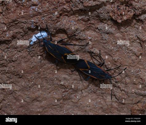 Eastern Boxelder Bug (Boisea trivittata Stock Photo - Alamy