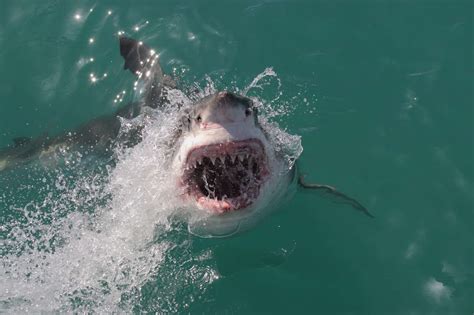 Sharks in Lake Michigan: Fact or Fiction? - A-Z Animals
