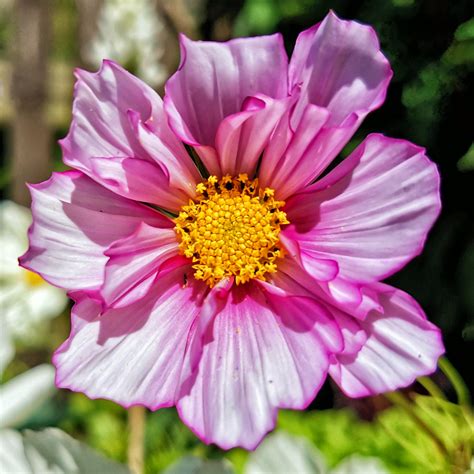 Cosmos 14 的图像结果