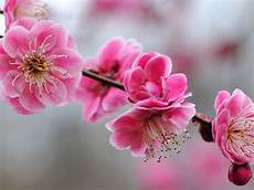 Pink Girly Wallpaper by 21 Girly Wallpapers Pink Backgrounds Images Pictures Pink Girly Wallpaper